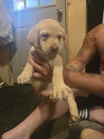 Labrador puppy, a male Labrador Retriever for sale in Freeport, IL – 2 of 3