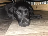 Labrador puppy, a male Labrador Retriever for sale in Freeport, IL – 2 of 4
