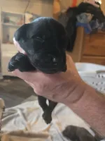 Labrador puppy, a female Labrador Retriever for sale in Freeport, IL – 6 of 6