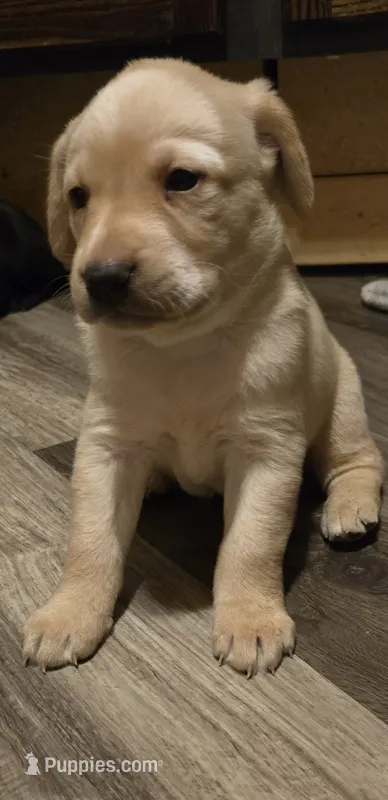 Labrador puppy – Labrador Retriever puppy for sale in Freeport, IL