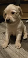 Labrador puppy, a female Labrador Retriever for sale in Freeport, IL – 1 of 5