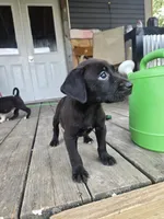 Pit bull Labrador , a female American Pit Bull Terrier and Labrador Retriever for sale in Freeport, IL – 4 of 5