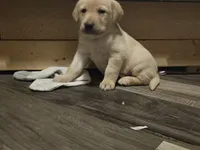 Labrador puppy, a female Labrador Retriever for sale in Freeport, IL – 2 of 5