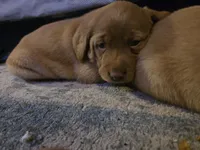 Labrador puppy, a male Labrador Retriever for sale in Freeport, IL – Photo 3 of 3