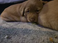 Labrador puppy, a male Labrador Retriever for sale in Freeport, IL – Photo 2 of 3