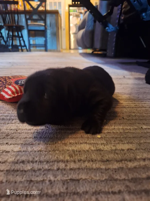 Labrador puppy – Labrador Retriever puppy for sale in Freeport, IL