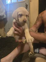 Labrador puppy, a female Labrador Retriever for sale in Freeport, IL – 3 of 4