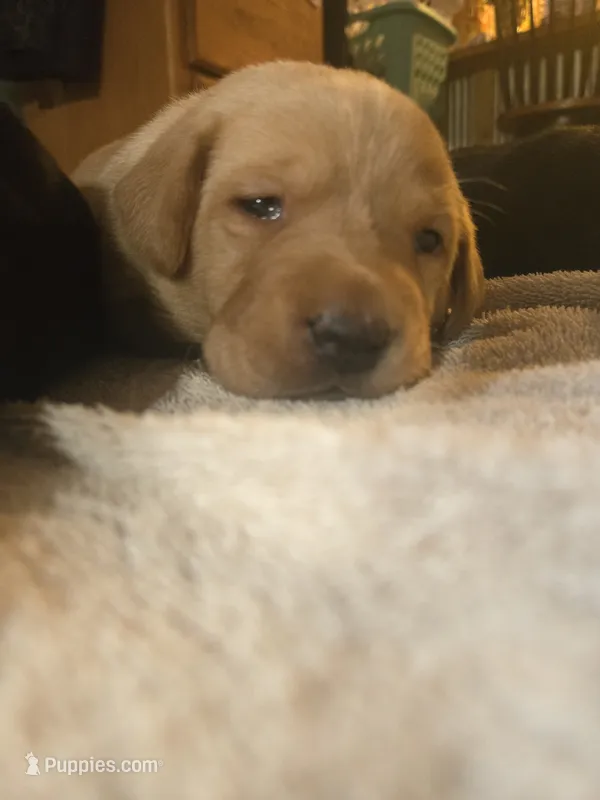 Labrador puppy, a female Labrador Retriever for sale in Freeport, IL – 1 of 4