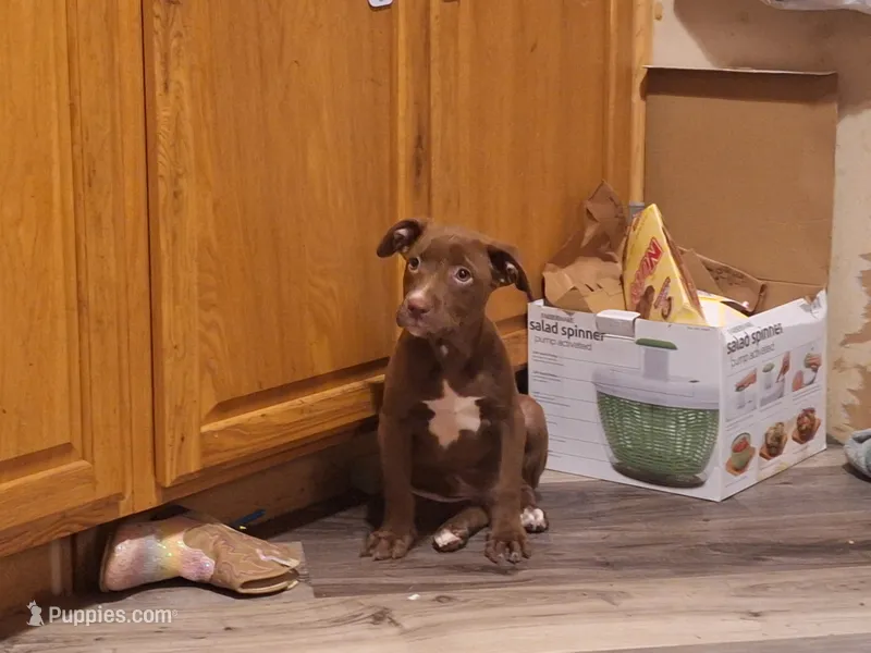 Labrador pit bull – American Pit Bull Terrier, Labrador Retriever puppy for sale in Freeport, IL