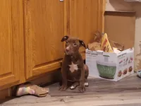 Labrador pit bull, a female American Pit Bull Terrier and Labrador Retriever for sale in Freeport, IL – 1 of 5
