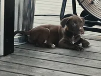 Labrador pit bull, a female American Pit Bull Terrier and Labrador Retriever for sale in Freeport, IL – 3 of 5