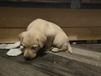 Labrador puppy, a female Labrador Retriever for sale in Freeport, IL – 3 of 5