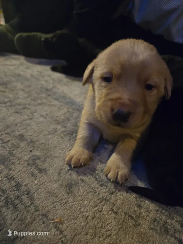 Labrador puppy
