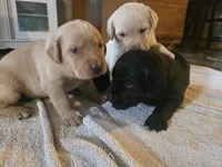 Labrador puppy, a female Labrador Retriever for sale in Freeport, IL – 2 of 4