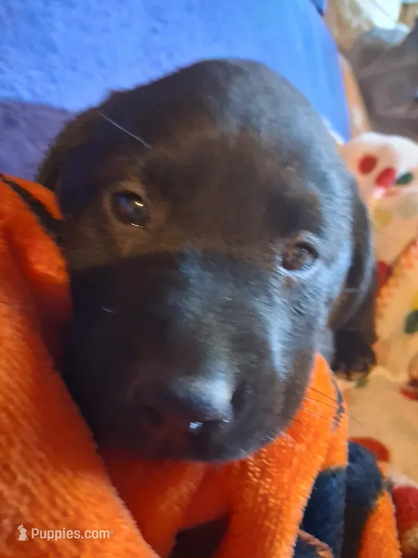 Labrador puppy, a male Labrador Retriever for sale in Freeport, IL – Photo 1 of 5