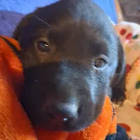 Labrador puppy, a male Labrador Retriever for sale in Freeport, IL – 1 of 5