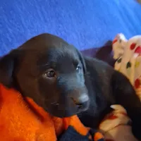 Labrador puppy, a male Labrador Retriever for sale in Freeport, IL – 2 of 5