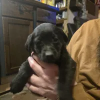 Labrador puppy, a male Labrador Retriever for sale in Freeport, IL – 4 of 5