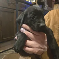 Labrador puppy, a male Labrador Retriever for sale in Freeport, IL – 5 of 5