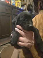 Labrador puppy, a male Labrador Retriever for sale in Freeport, IL – Photo 5 of 5