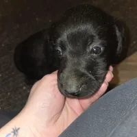 Labrador puppy, a male Labrador Retriever for sale in Freeport, IL – 3 of 5