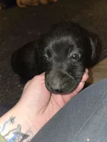 Labrador puppy, a male Labrador Retriever for sale in Freeport, IL – Photo 3 of 5