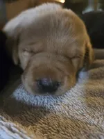 Labrador puppy, a female Labrador Retriever for sale in Freeport, IL – 4 of 4
