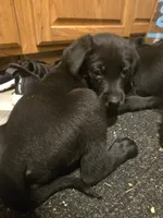 Labrador , a male Labrador Retriever for sale in Freeport, IL – 3 of 4