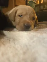Labrador puppy, a female Labrador Retriever for sale in Freeport, IL – 4 of 4