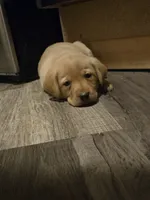 Labrador puppy, a female Labrador Retriever for sale in Freeport, IL – 2 of 4