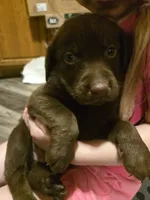 Labrador puppy, a male Labrador Retriever for sale in Freeport, IL – 2 of 4
