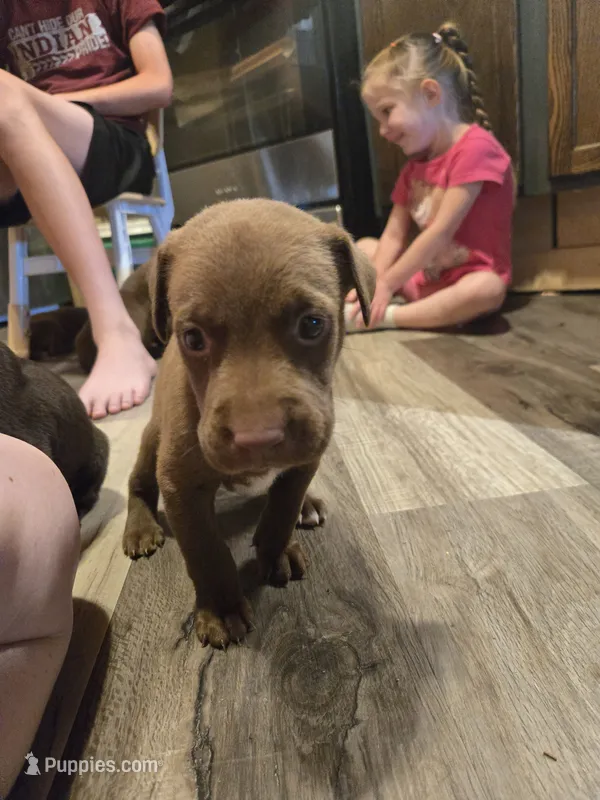 Labrador  – American Pit Bull Terrier, Labrador Retriever puppy for sale in Freeport, IL