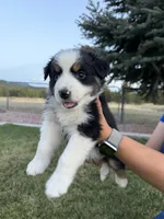 Zoey, a female Australian Shepherd for sale in Trinidad, CO – 6 of 6