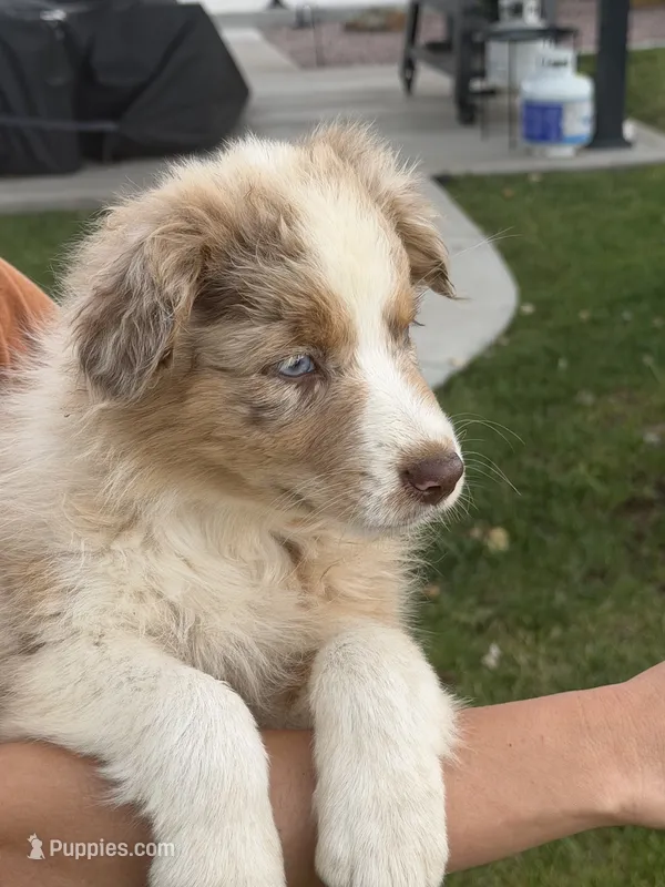 Dixie – Australian Shepherd puppy for sale in Trinidad, CO