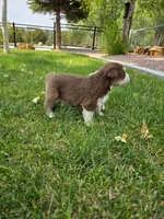 Cooper, a male Australian Shepherd for sale in Trinidad, CO – 3 of 4