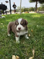 Cooper, a male Australian Shepherd for sale in Trinidad, CO – 2 of 4