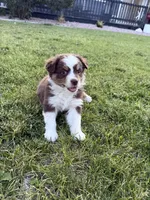 Mocha, a female Australian Shepherd for sale in Trinidad, CO – 4 of 5