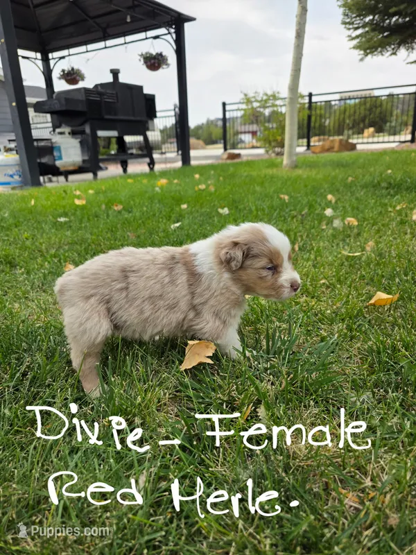 Dixie – Australian Shepherd puppy for sale in Trinidad, CO