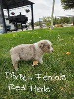 Dixie, a female Australian Shepherd for sale in Trinidad, CO – 1 of 3