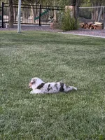 Denali, a male Australian Shepherd for sale in Trinidad, CO – 5 of 8