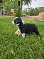 Zoey, a female Australian Shepherd for sale in Trinidad, CO – 3 of 6