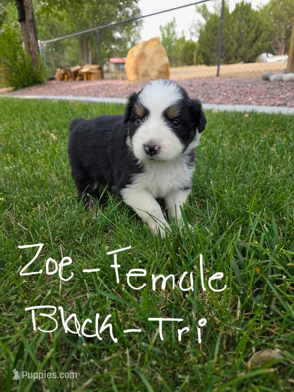 Zoey – Australian Shepherd puppy for sale in Trinidad, CO