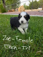 Zoey, a female Australian Shepherd for sale in Trinidad, CO – 1 of 6