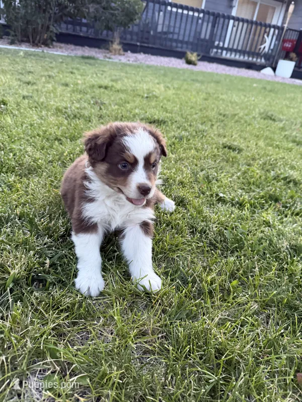Mocha – Australian Shepherd puppy for sale in Trinidad, CO
