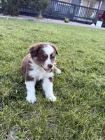 Mocha, a female Australian Shepherd for sale in Trinidad, CO – 3 of 5