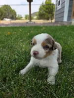 Rango, a male Australian Shepherd for sale in Trinidad, CO – 2 of 3