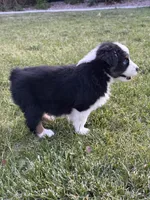 Zoey, a female Australian Shepherd for sale in Trinidad, CO – 4 of 6