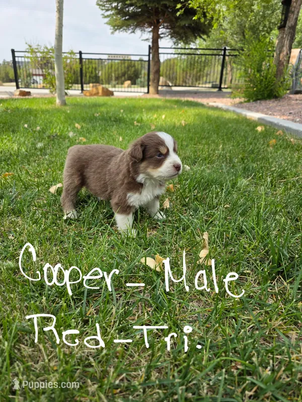 Cooper – Australian Shepherd puppy for sale in Trinidad, CO