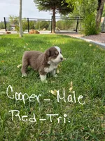 Cooper, a male Australian Shepherd for sale in Trinidad, CO – 1 of 4