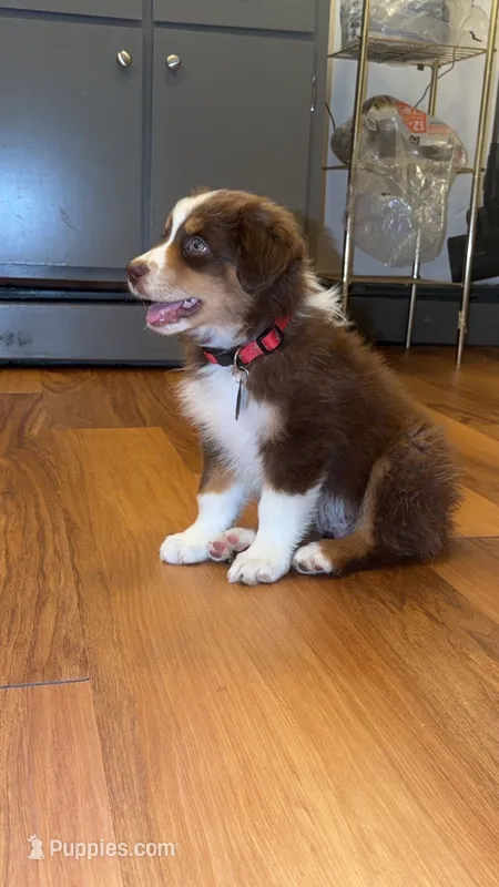  Bruno – Australian Shepherd puppy for sale in Trinidad, CO